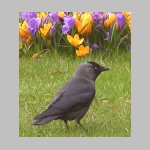 Corvus monedula - Dohle 08.jpg